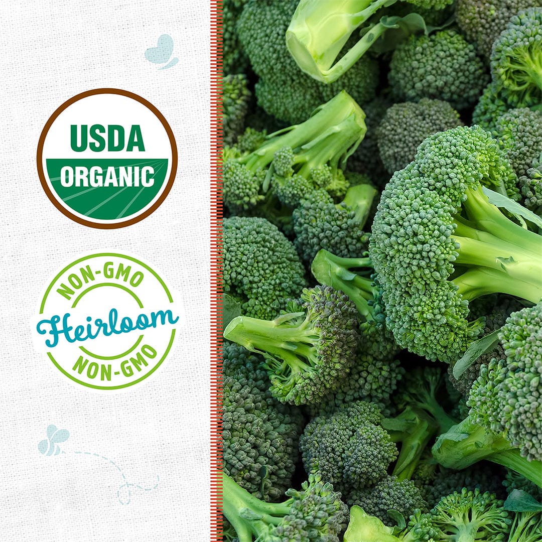 Organic Broccoli Seeds — 'Calabrese' – Back to the Roots