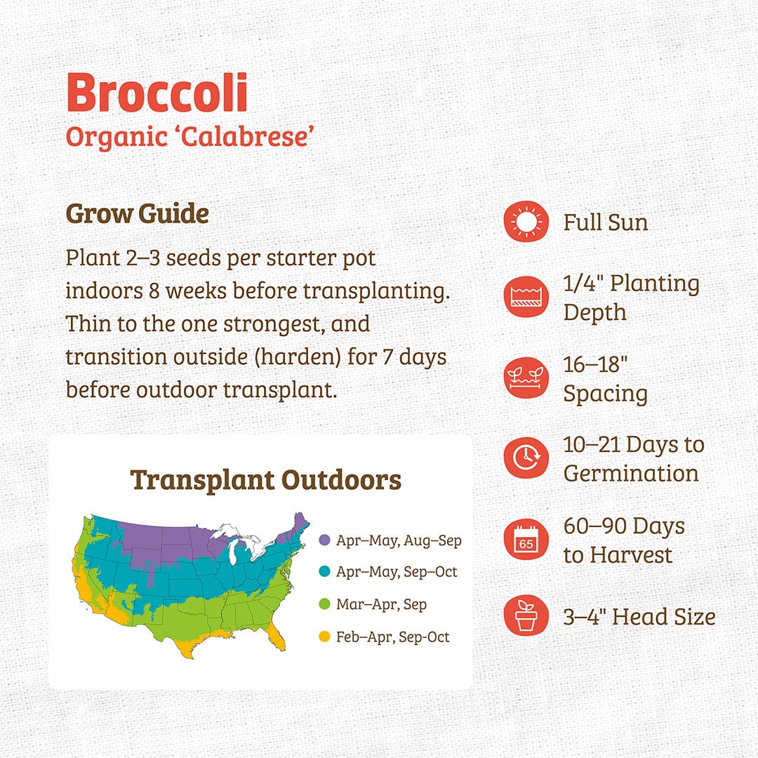 planting broccoli seeds Organic Broccoli Seeds — 'Calabrese'