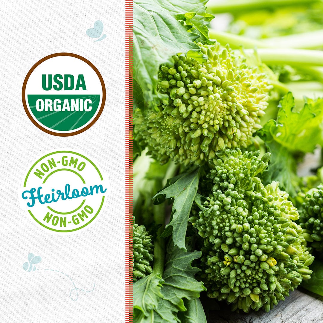 broccolini seeds for planting Back to the Roots Organic Broccoli Raab 'Spring Rapini', 1 Seed packet
