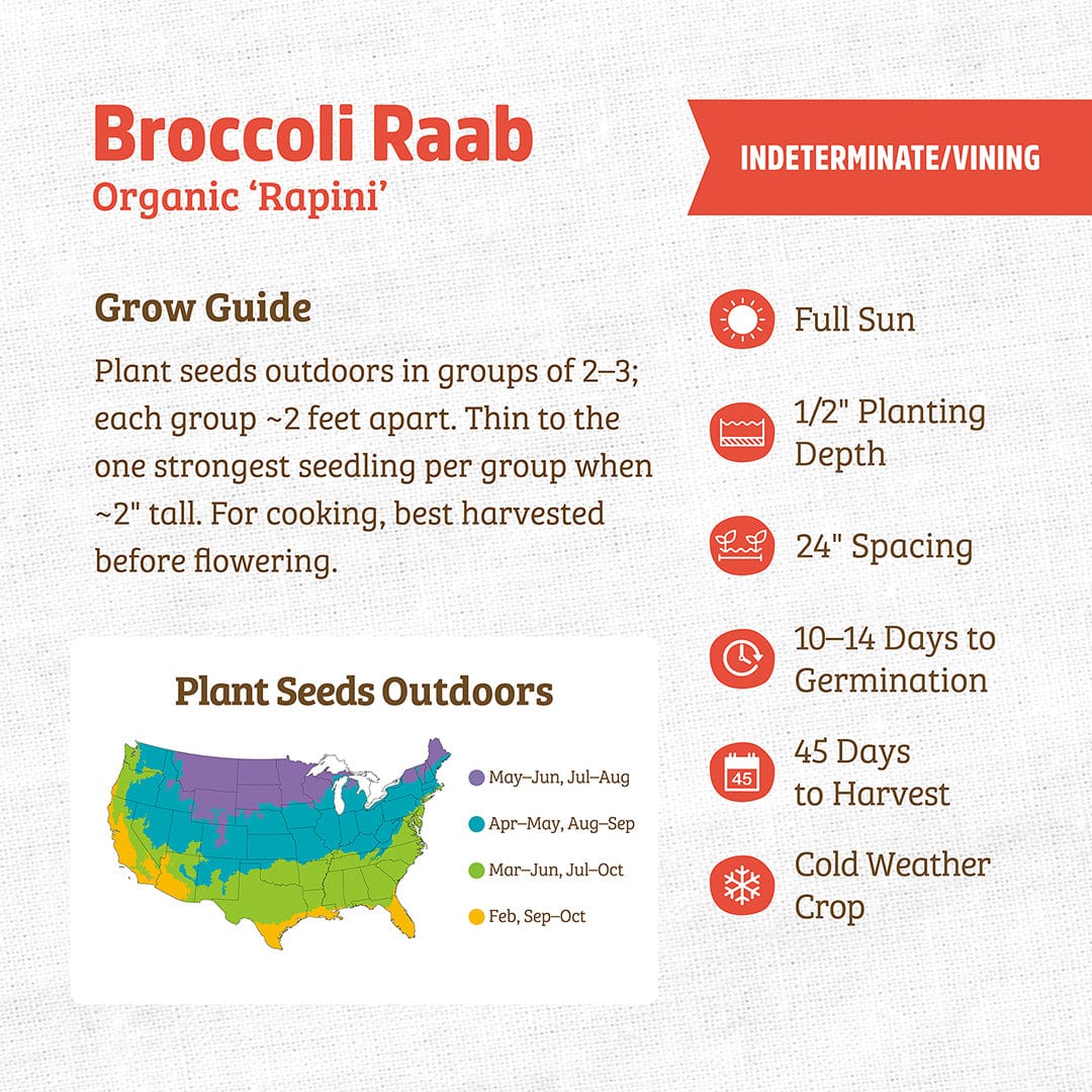 planting broccoli rabe seeds Organic Broccoli Raab Seeds — 'Rapini' – Back to the Roots
