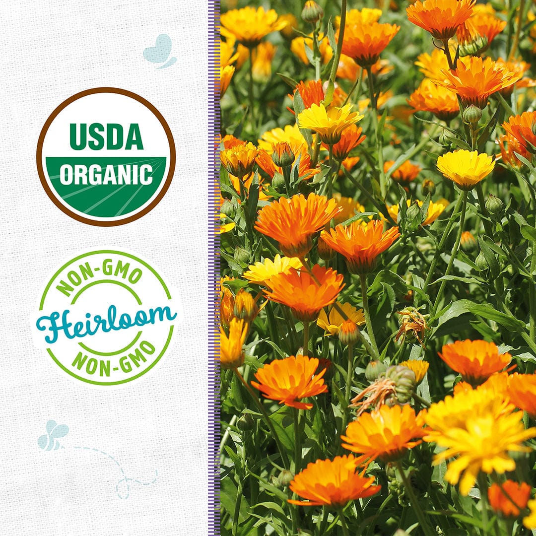 calendula planting seeds Back to the Roots Organic Calendula 'Pacific Beauty', 1 Seed Packet