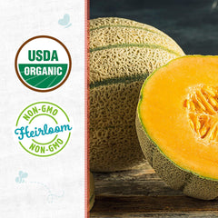 Organic Cantaloupe Seeds — 'Hale's Best Jumbo Melon'