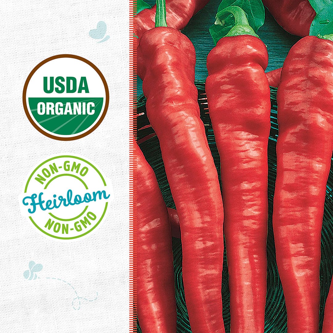 Organic Pepper Seeds — 'Cayenne Thin Chili' – Back to the Roots