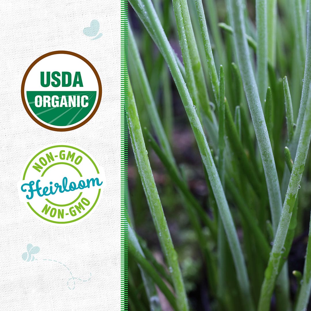 chives seeds planting Back to the Roots Organic Garlic Chives Gardening Seeds, 1 Packet