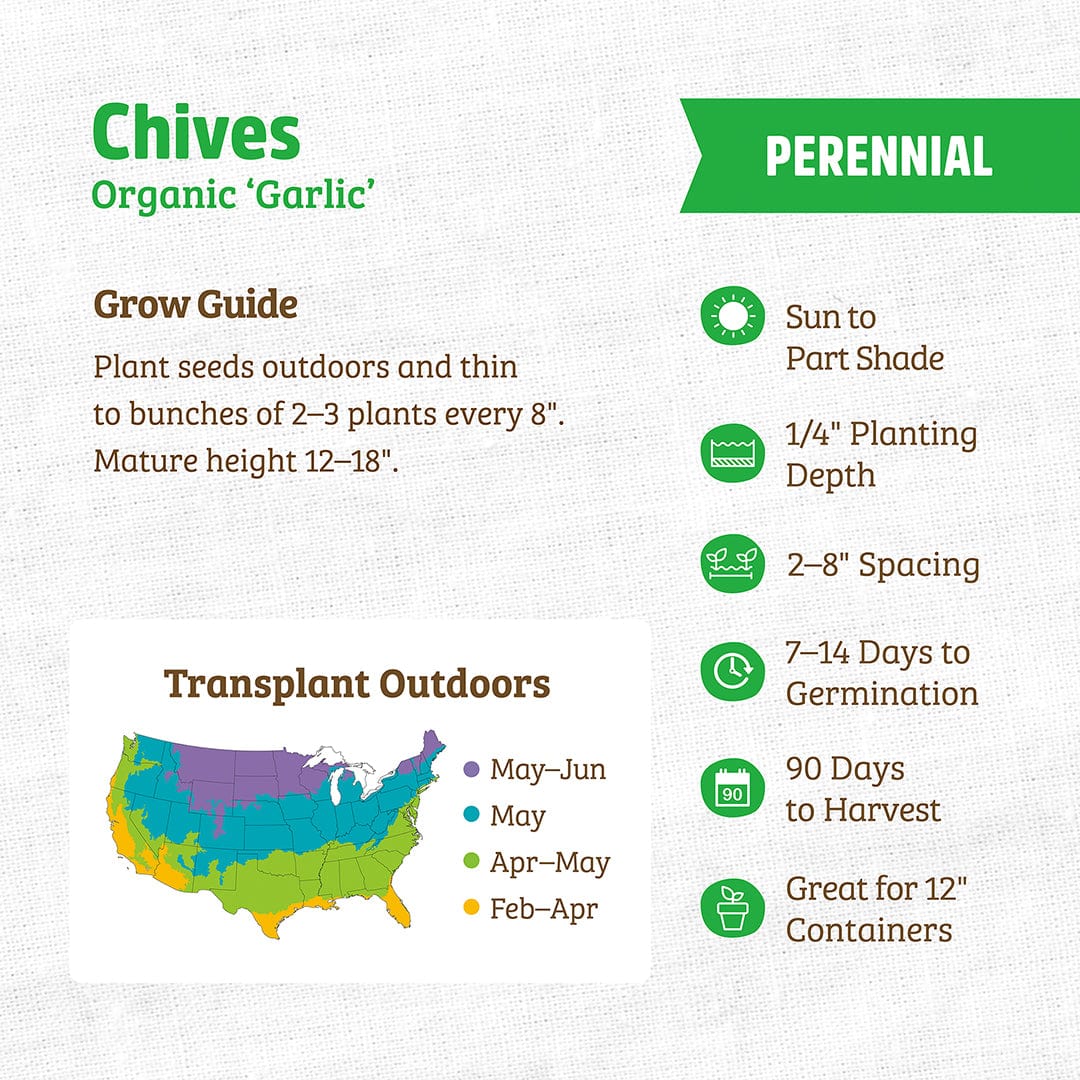 chive seed planting instructions Organic Chives Seeds — 'Garlic'