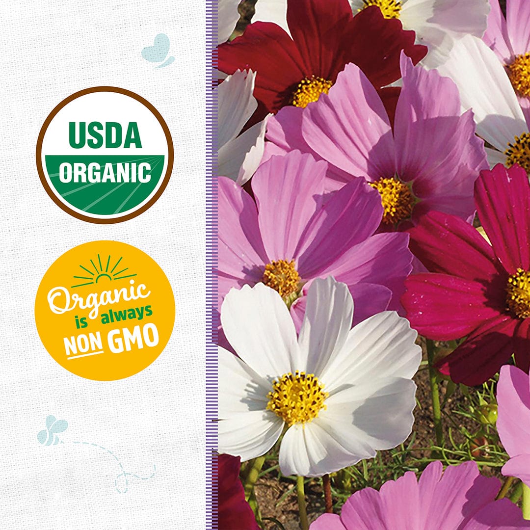 cosmo flower seeds Back to the Roots Organic Cosmos 'Sensation Mix', 1 Seed Packet