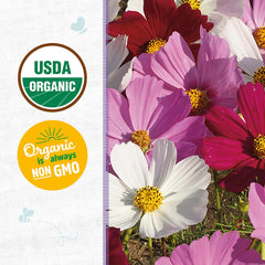 Organic Cosmos Seeds — 'Sensation Mix'