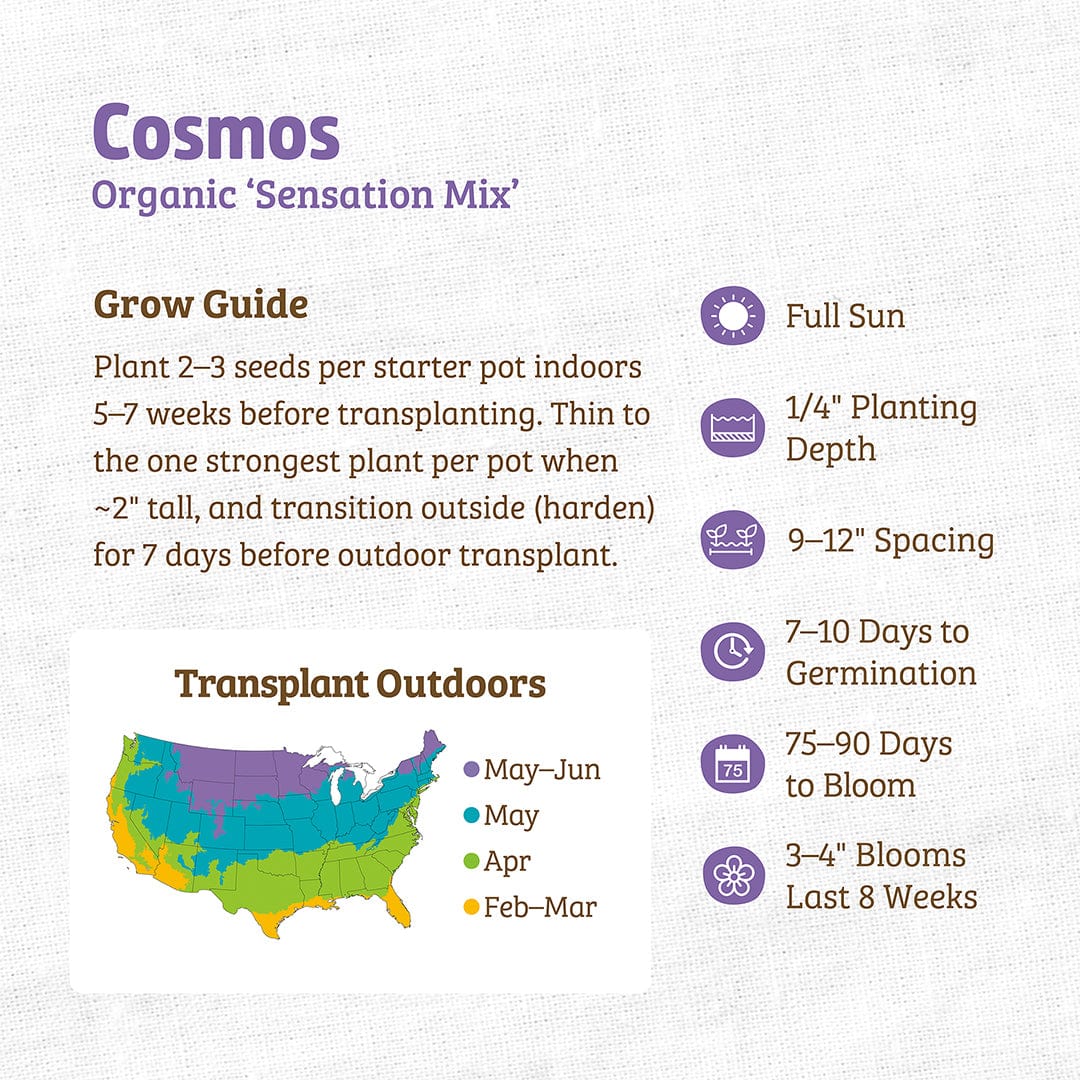 Organic Cosmos Seeds — 'Sensation Mix'