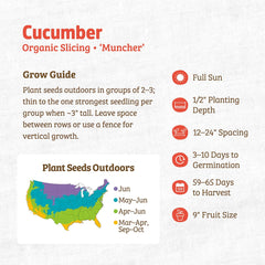 Organic Cucumber Seeds — 'Slicing • Muncher'