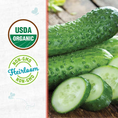 Organic Cucumber Seeds — 'Pickling • Sumter'