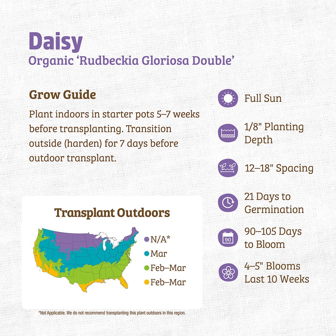 planting daisy seeds Organic Daisy Seeds — 'Rudbeckia Gloriosa Double' – Back to the Roots