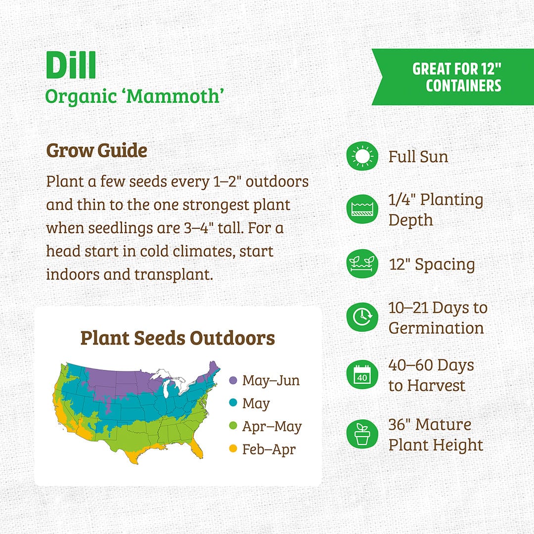 dill seed planting depth Organic Dill Seeds — 'Mammoth'