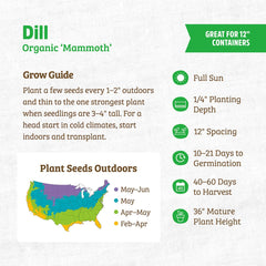 Organic Dill Seeds — 'Mammoth'