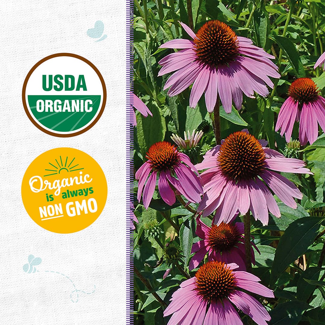 Organic Echinacea Seeds — 'Purple Coneflower'