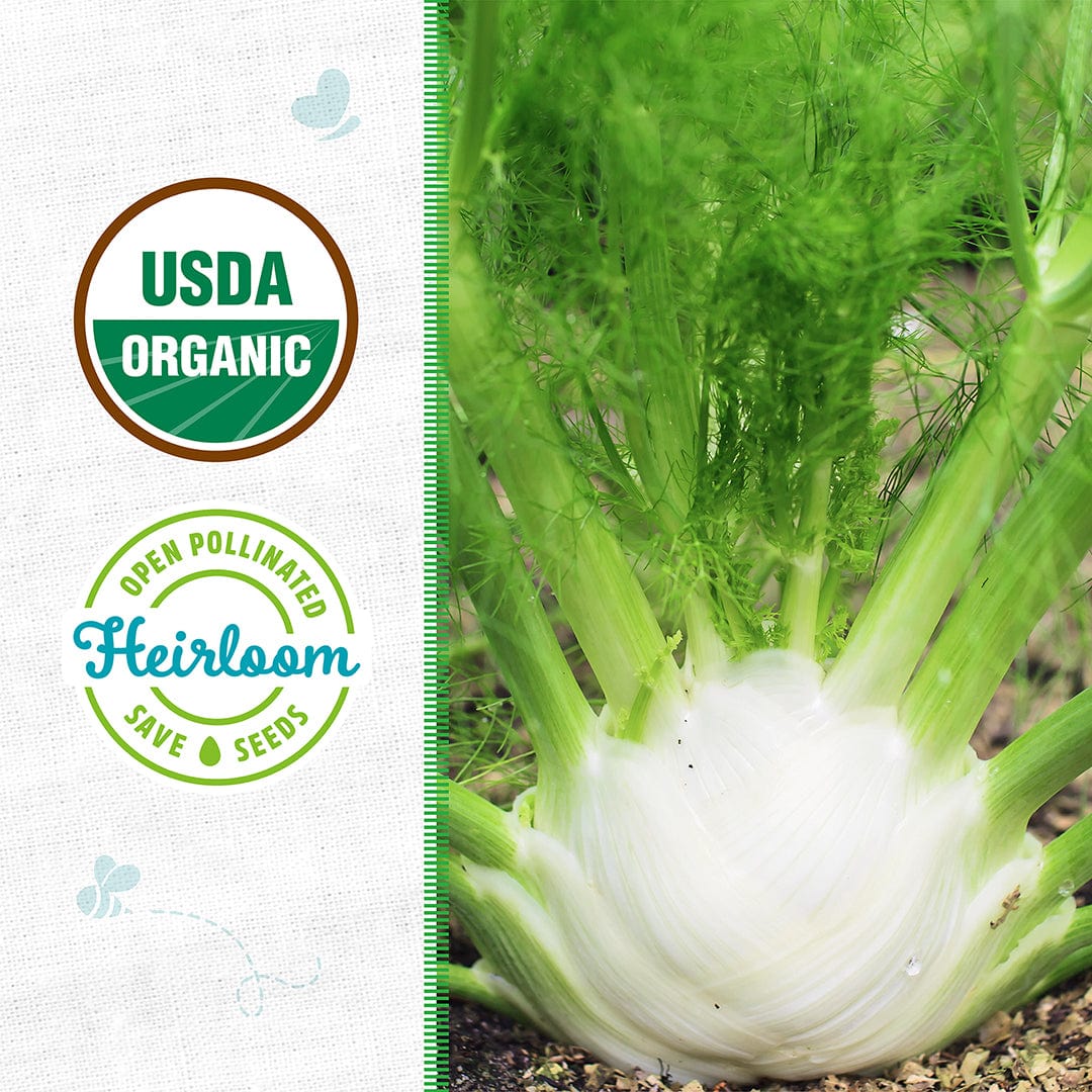 Organic Fennel Seeds — 'Florence' – Back to the Roots