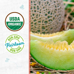 Organic Honeydew Melon Seeds — 'Green Flesh'