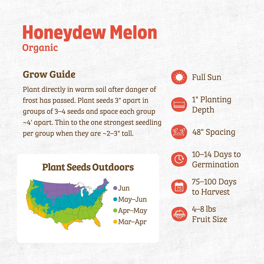 planting honeydew seeds Organic Honeydew Melon 'Green Flesh' Gardening Seeds