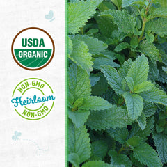 Organic Lemon Balm Seeds