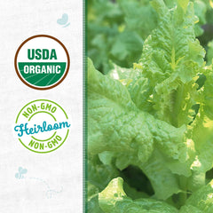 Organic Lettuce Seeds — 'Green Leaf Black Seeded Simpson'