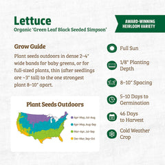 Organic Lettuce Seeds — 'Green Leaf Black Seeded Simpson'