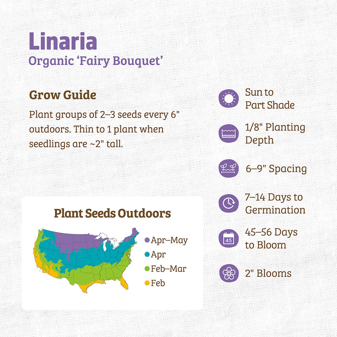 fairy garden seeds Back to the Roots Organic Linaria 'Fairy Bouquet', 1 Seed Packet