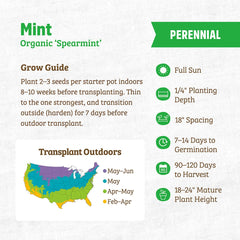 Organic Mint Seeds — 'Spearmint'