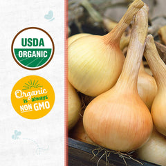 Organic Onion Seeds — 'Walla Walla'