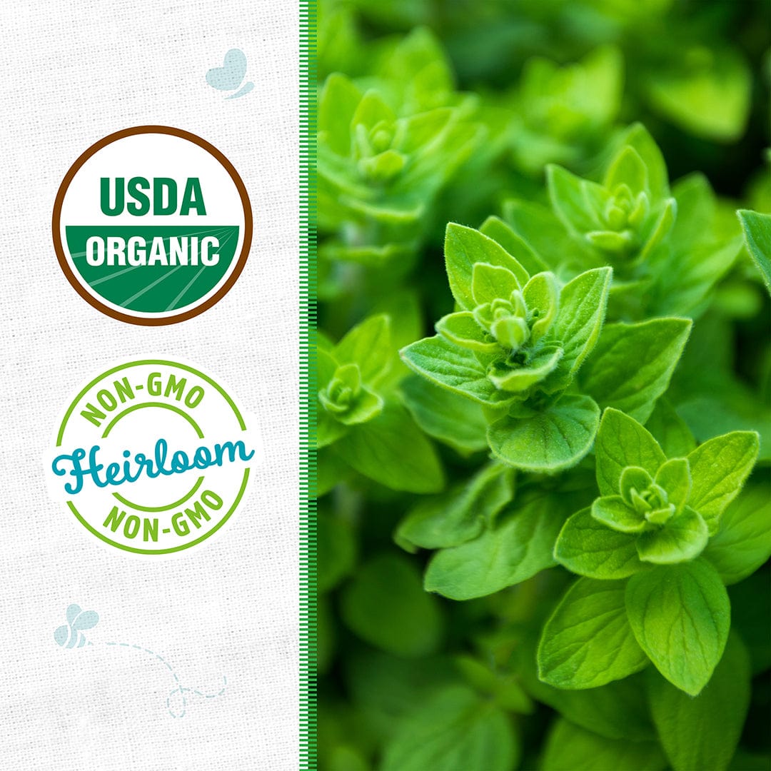 Organic Oregano Seeds — 'Italian' – Back to the Roots