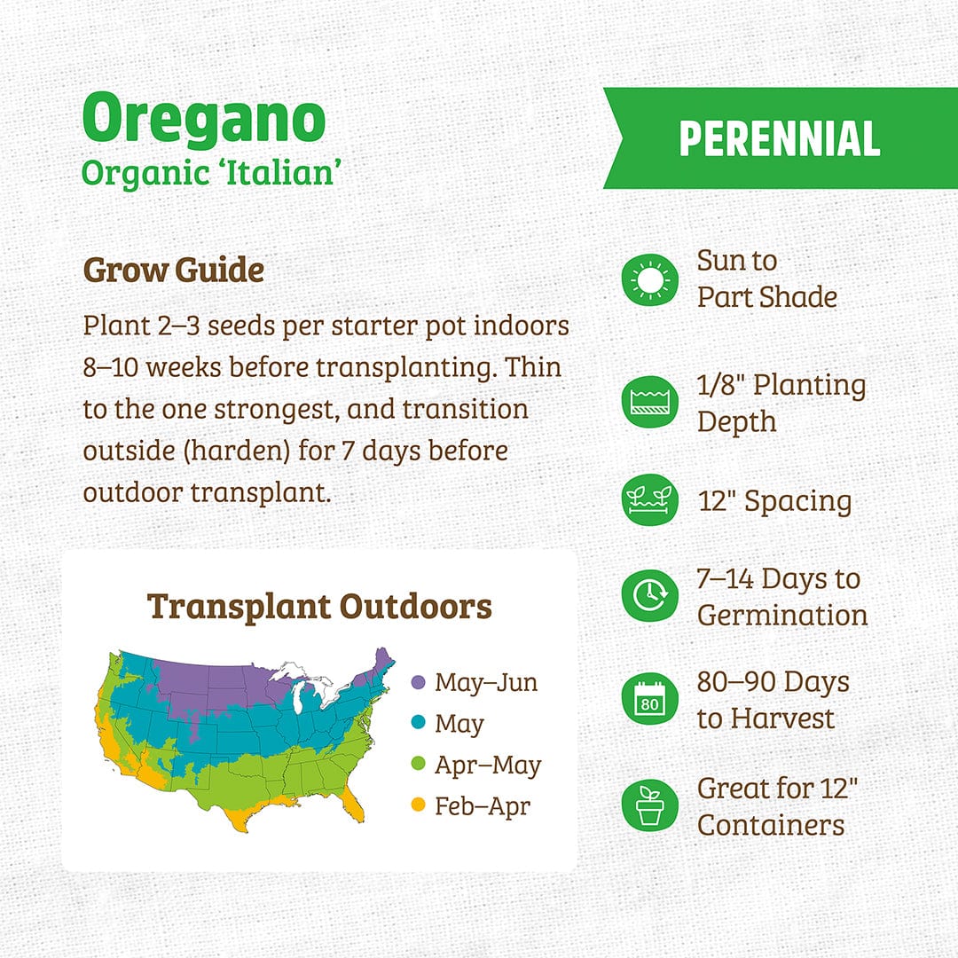 Organic Oregano Seeds — 'Italian'