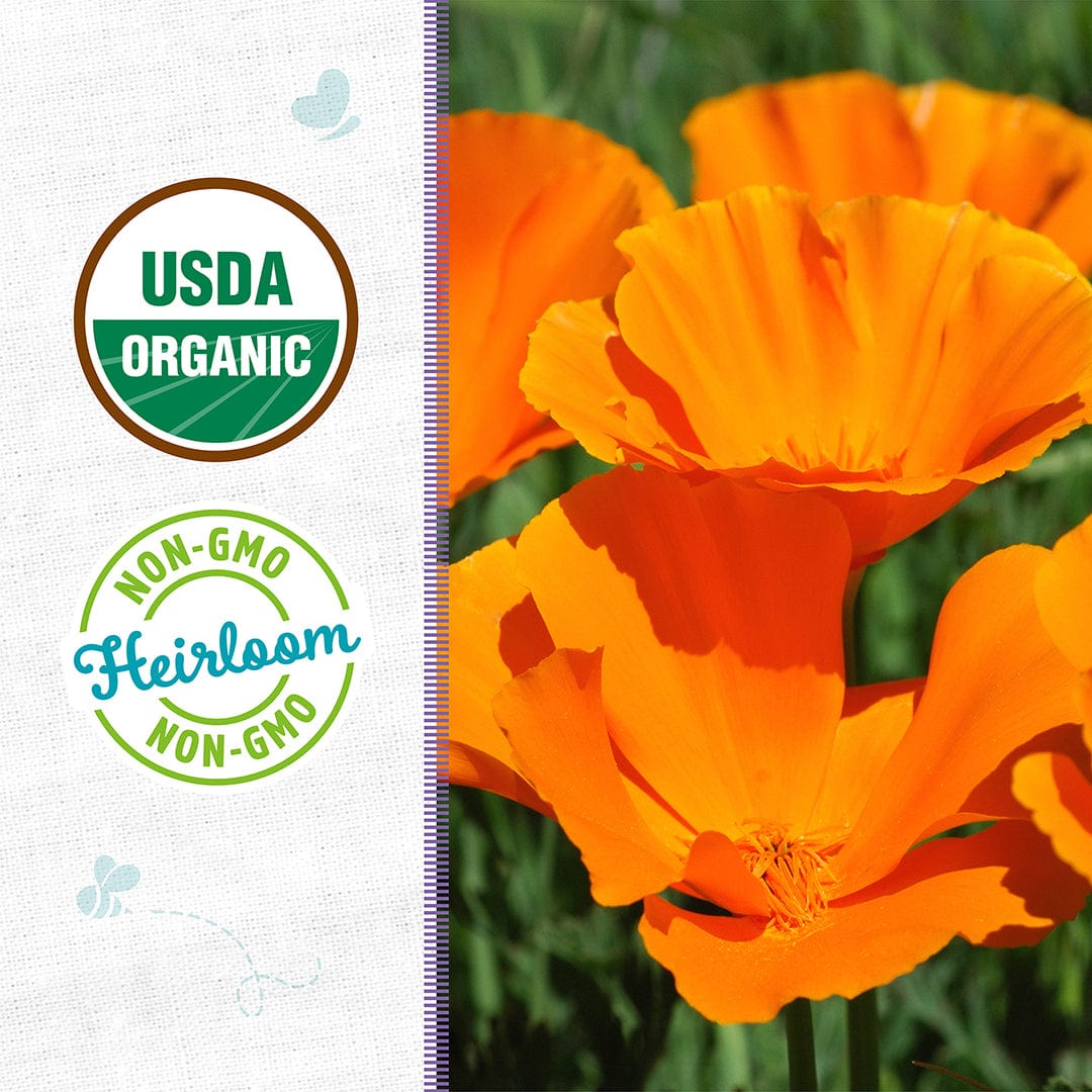 california poppy flower seeds Back to the Roots Organic California Poppy Flower Seeds