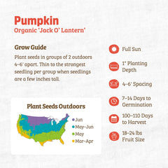 Organic Pumpkin Seeds — 'Jack O' Lantern'