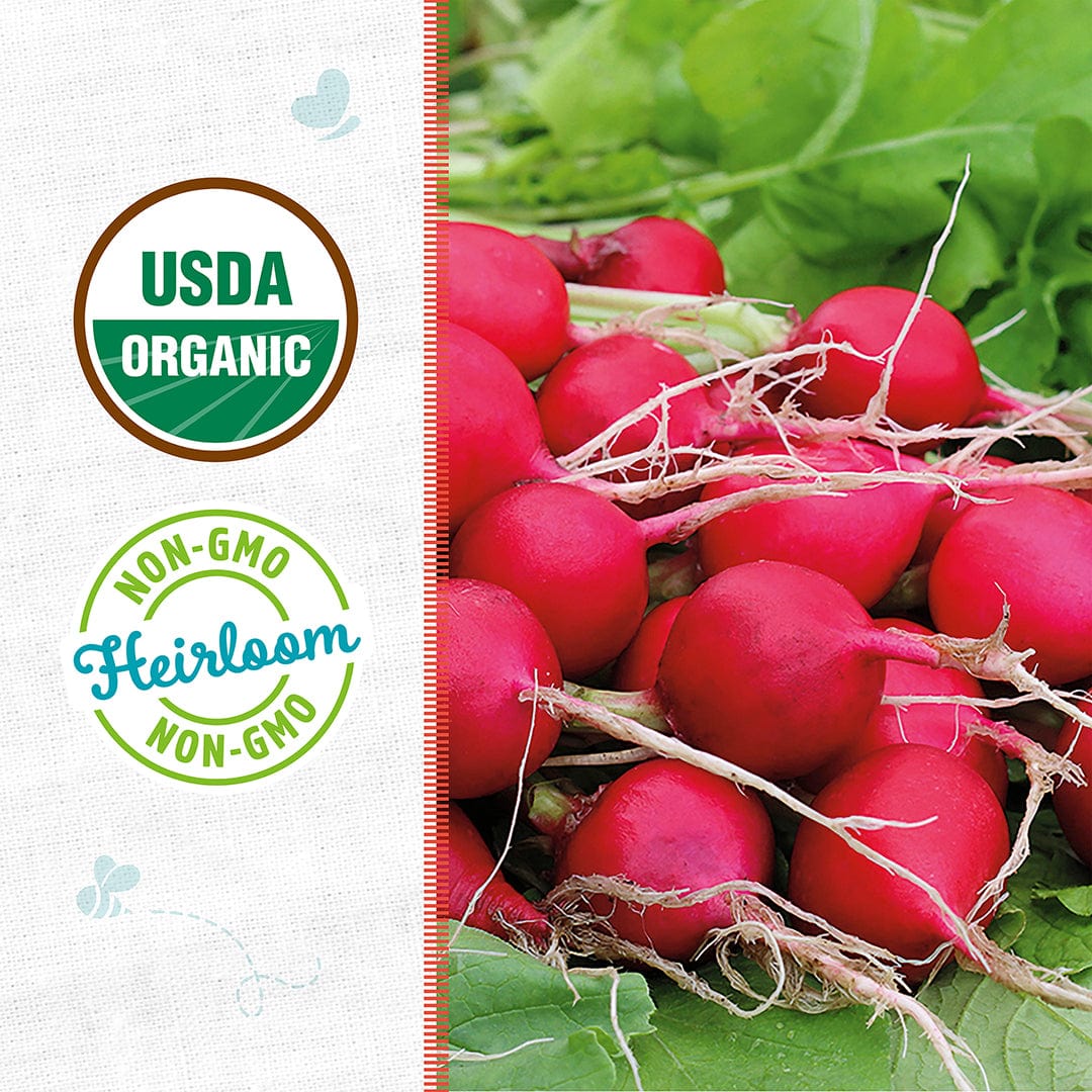 planting cherry belle radish seeds Back to the Roots Organic Cherry Belle Radish Seeds, 1 Seed Packet