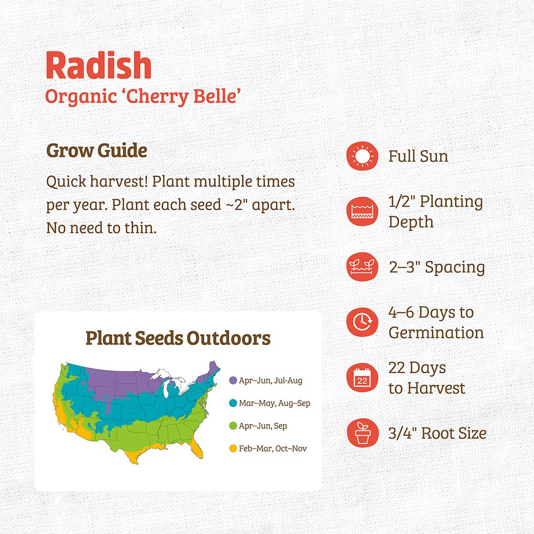 planting cherry belle radish seeds Back to the Roots Organic Cherry Belle Radish Seeds, 1 Seed Packet