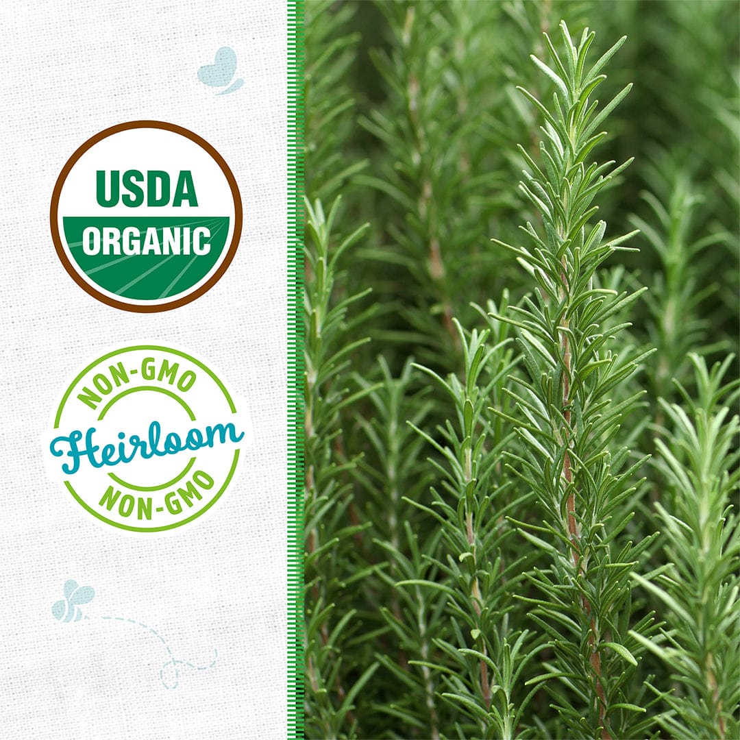 Organic Rosemary Seeds – Back to the Roots