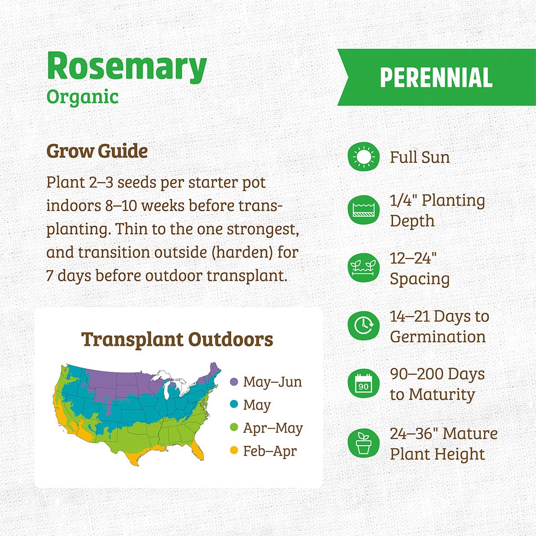 rosemary seeds for planting Back to the Roots Organic Rosemary Seeds, Perennial