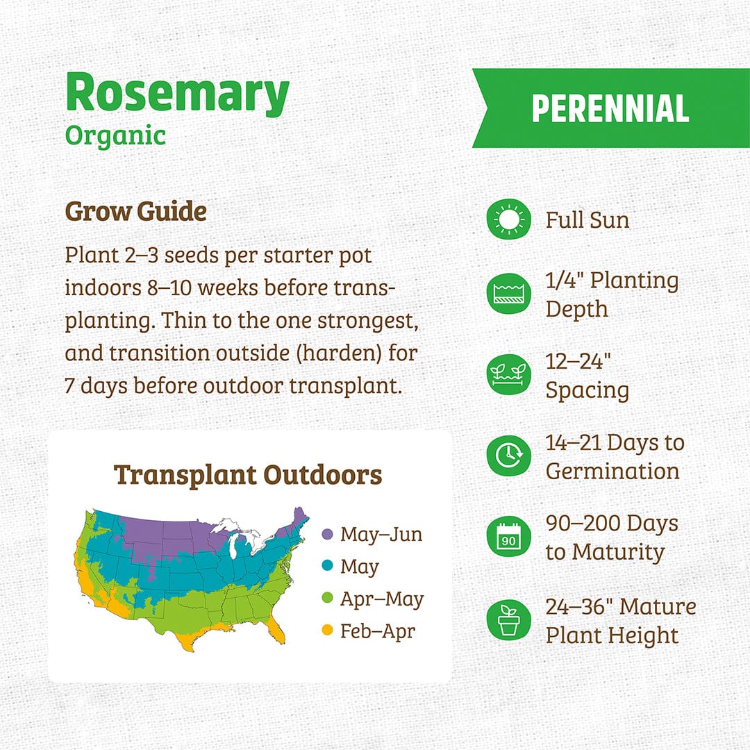 Organic Rosemary Seeds