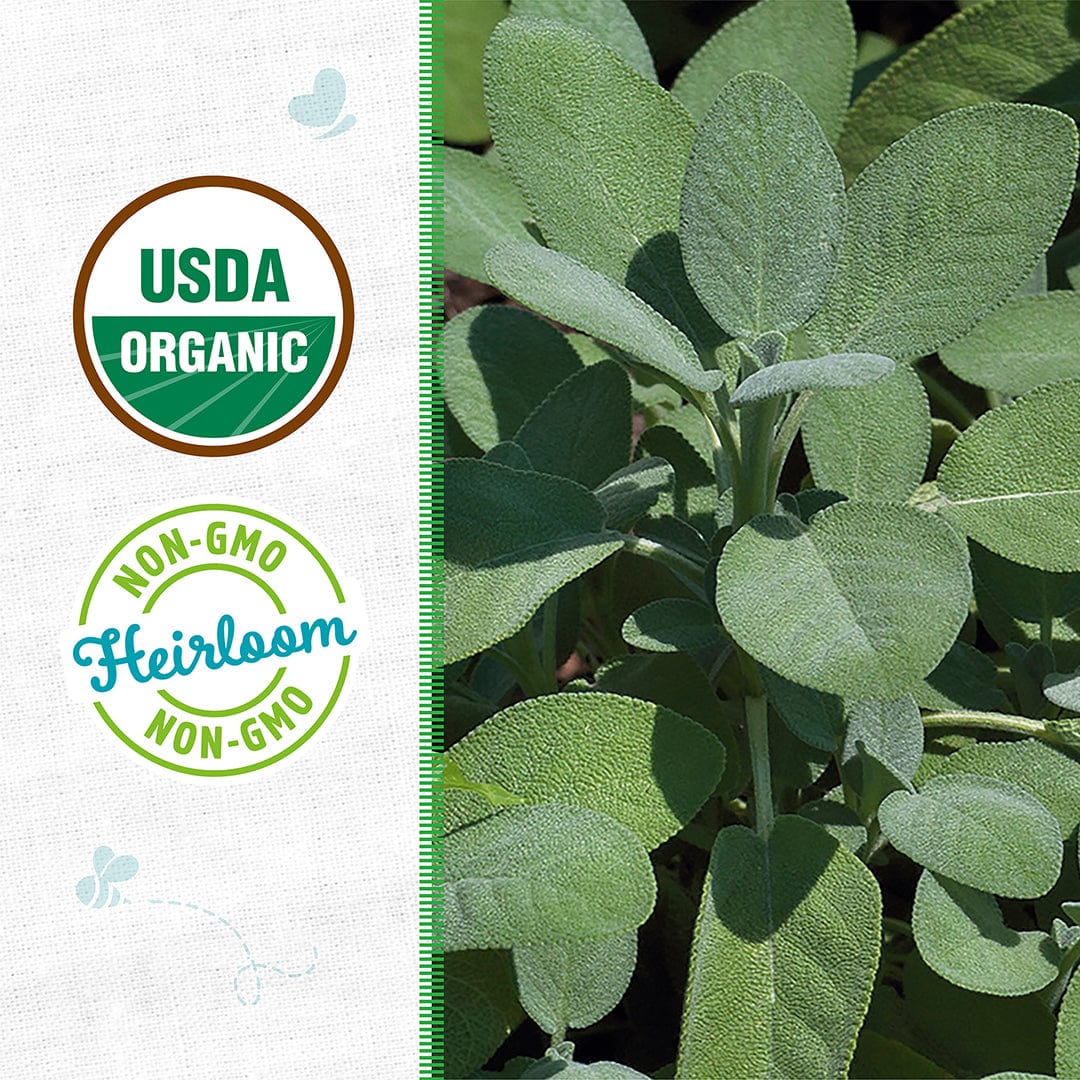 Organic Sage Seeds — 'Broadleaf'