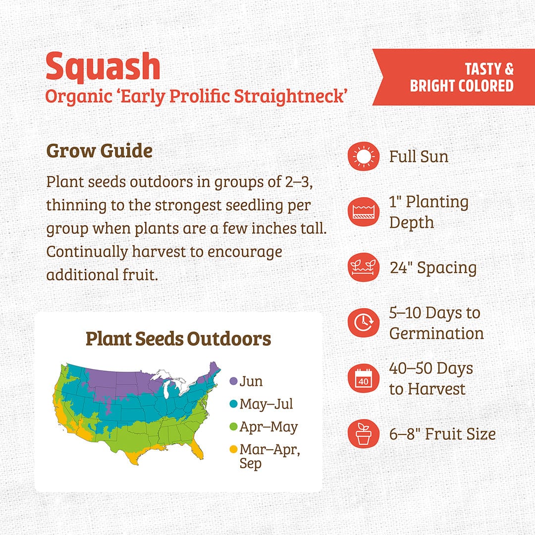 Organic Squash Seeds — 'Early Prolific Straightneck'