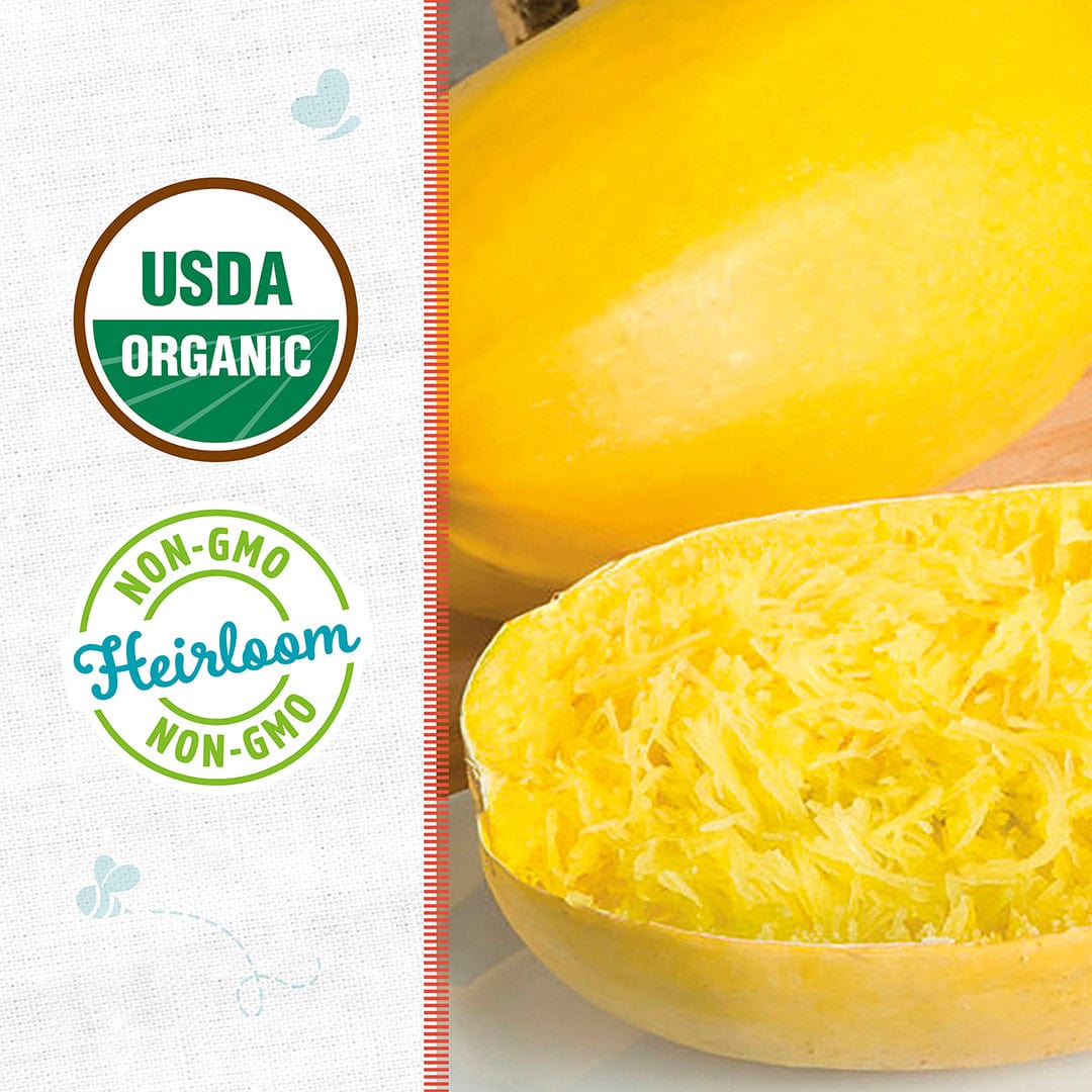 spaghetti squash seeds for planting Organic Winter Vegetable Spaghetti Squash Seed (1-Pack)