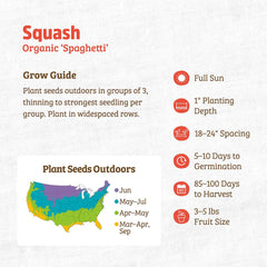 Organic Squash Seeds — 'Spaghetti'