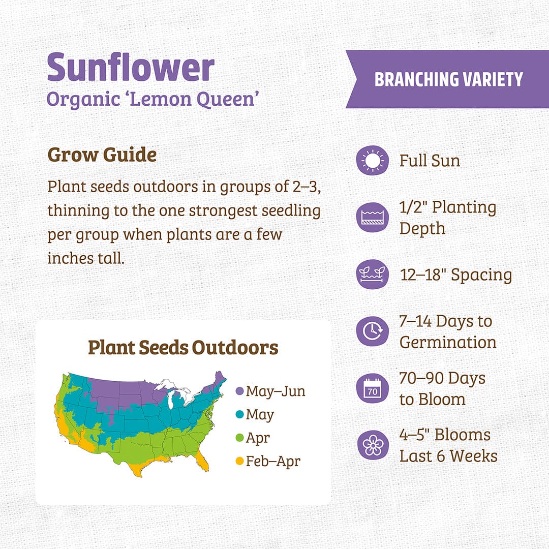 Organic Sunflower Seeds — 'Lemon Queen'