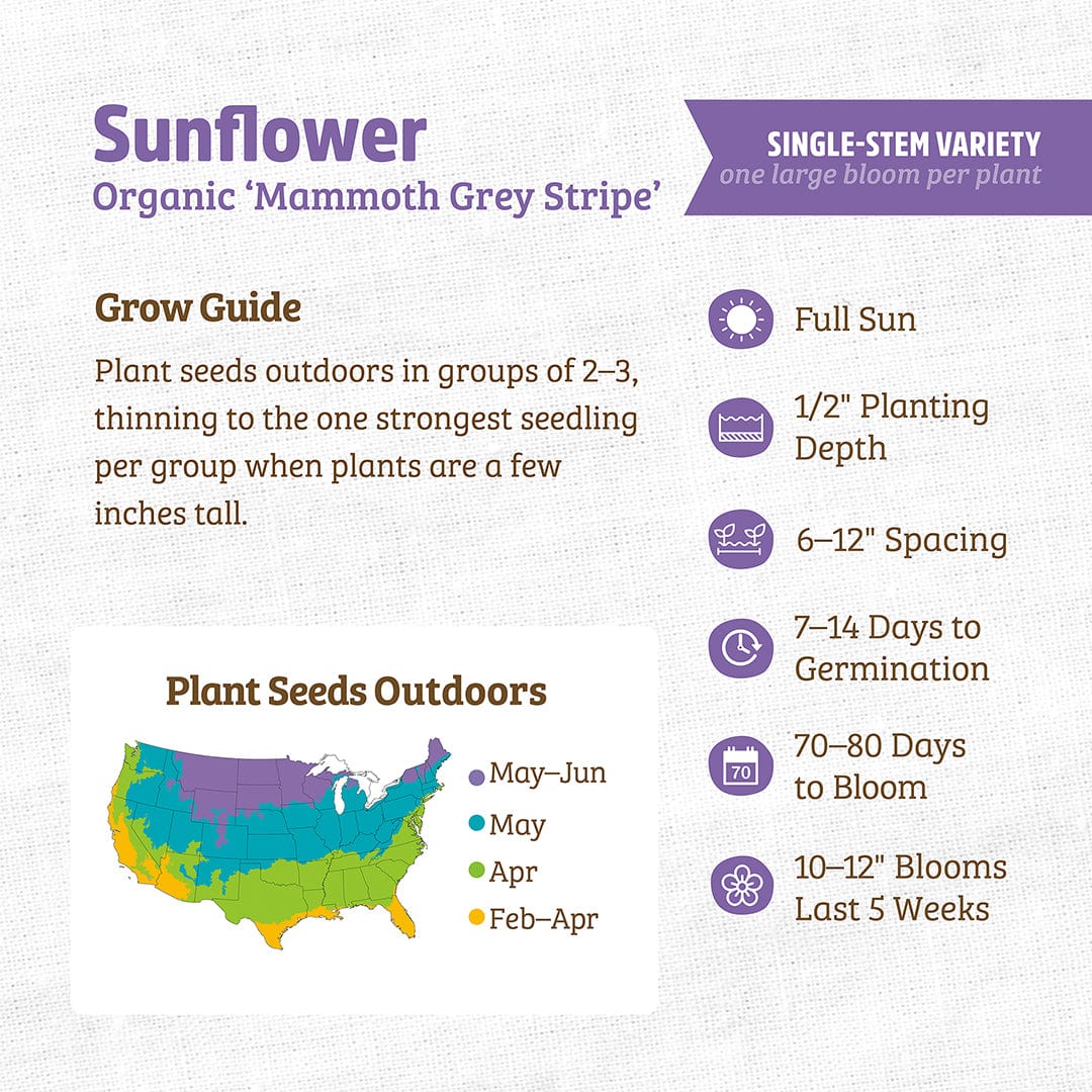 Organic Sunflower Seeds — 'Mammoth Grey Stripe'