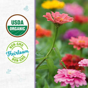 Organic Zinnia Seeds — 'Cut and Come Again'