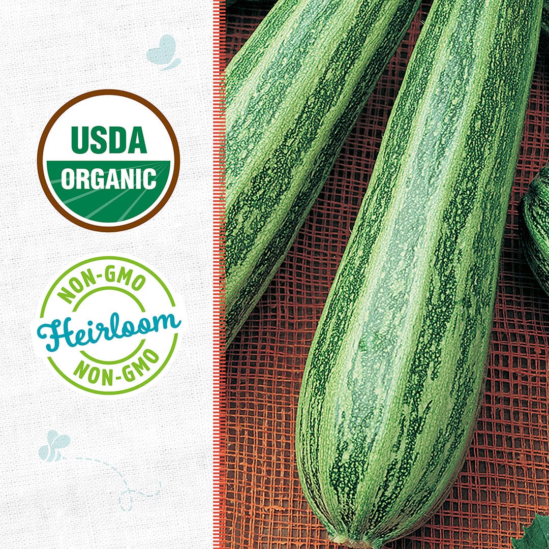 Organic Zucchini Seeds — 'Cocozelle'