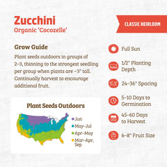 Organic Zucchini Seeds — 'Cocozelle'