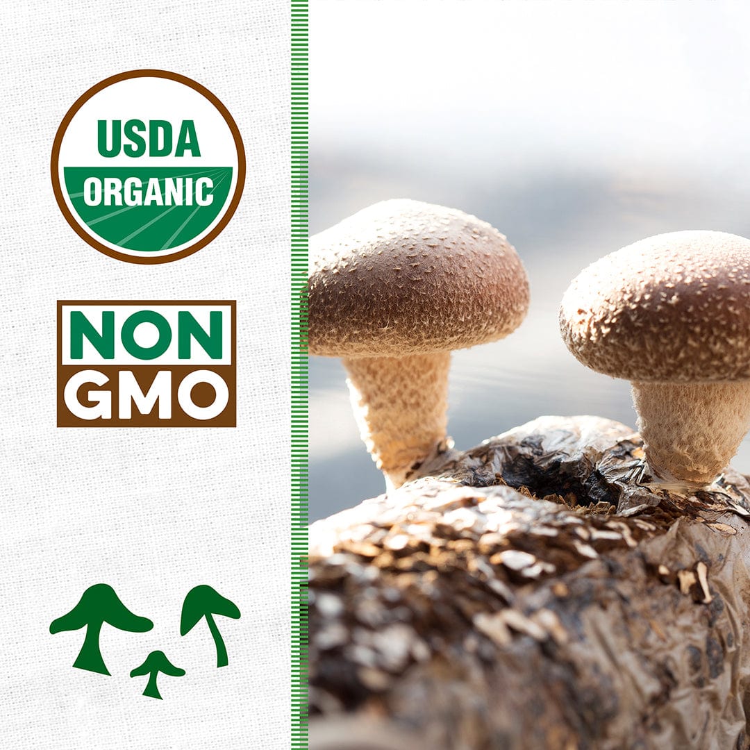 Two fresh shiitake mushrooms growing on a brown organic substrate block with USDA Organic and Non-GMO labels on the side. - Organic Shiitake Mushroom Kit (START GROWING RIGHT AWAY) - Default Title - Back to the Roots