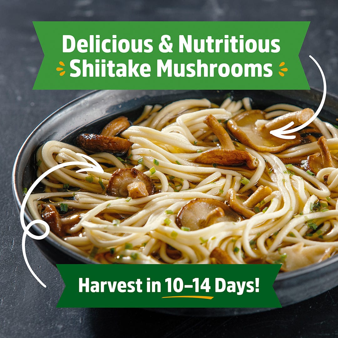 Black bowl filled with cooked shiitake and enoki mushrooms garnished with herbs and seasoning. - Organic Shiitake Mushroom Kit (START GROWING RIGHT AWAY) - Default Title - Back to the Roots