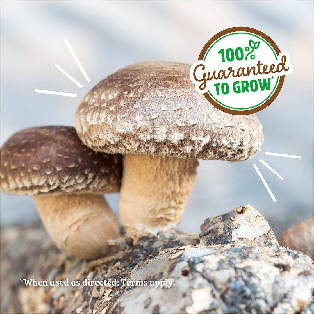 Two organic shiitake mushrooms growing from a textured log with a "100% Guaranteed to Grow" badge. - Organic Shiitake Mushroom Kit (START GROWING RIGHT AWAY) - Default Title - Back to the Roots