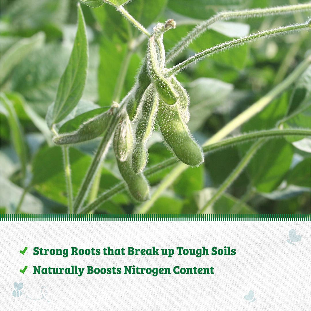 soybean seeds for planting Organic Soybean Cover Crop Seeds