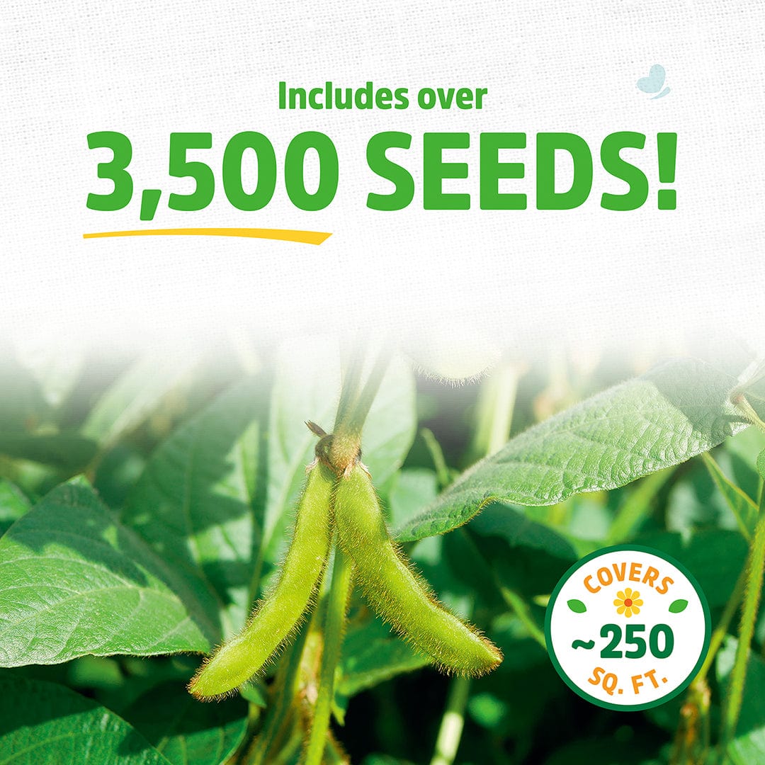 soybean plant seeds Organic Soybean Cover Crop Seeds